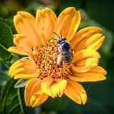 Bee On A Yellow Flower_01404